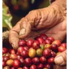 Cafés de Origen de la Caribeña, Guatemala