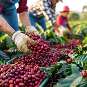 Café de Origen de Cafés la Caribeña